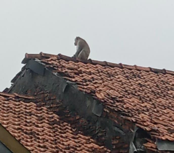 Dampak Rusaknya Hutan Mangrove, Monyer Liar Masuk Rumah Serang Bayi 