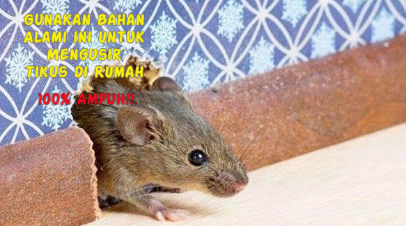 10 Cara Mengusir Tikus di Rumah Tanpa Menggunakan Racun, Dijamin Ampuh!