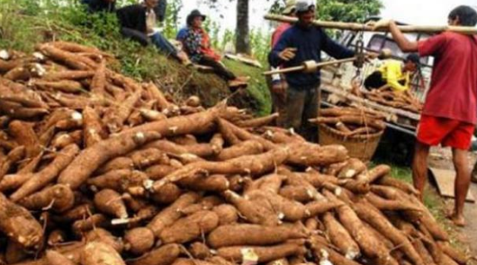 3 Cara Penyajian Singkong yang Benar Agar Tidak Beracun Hai-hati Ya