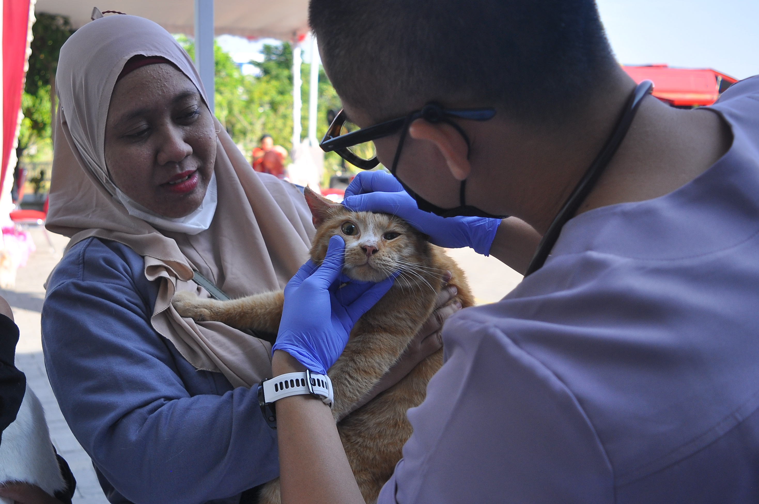 Catat! Ini Ciri-ciri Rabies pada Hewan 