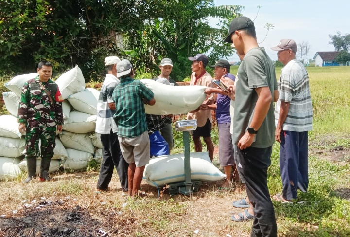 Kodim Pemalang Terjunkan Babinsa  Bantu Serapan Gabah ke Bulog