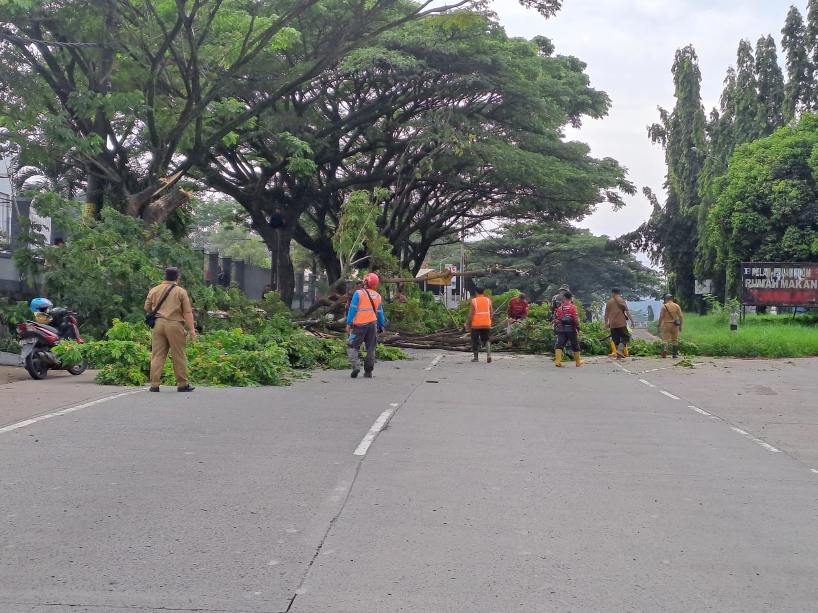 Ngerinya Kondisi Pohon di Jalur Pantura Batang, 223 Rawan Roboh