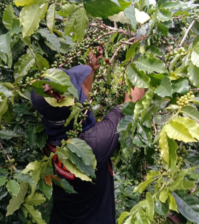 Petani di Lereng Gunung Slamet Mulai Petik Kopi Arabika