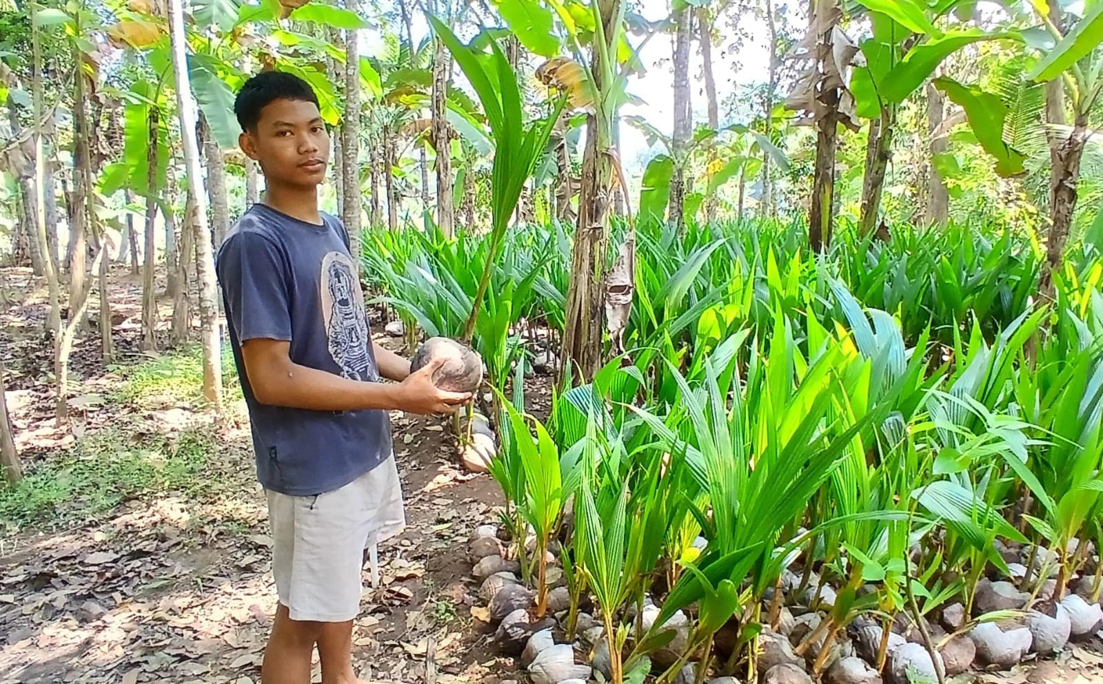Manfaatkan Pekarangan, Bibit Kelapa Asal Kebumen Tembus Sumatra dan Kalimantan