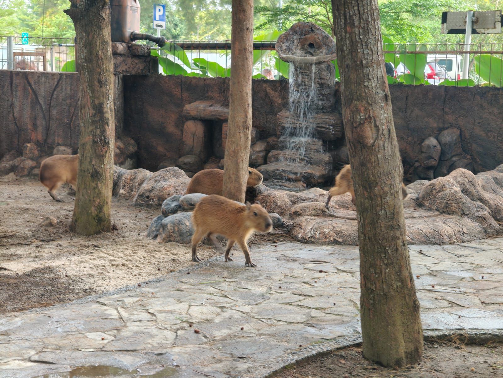 Viral di Medsos, Kapibara 'Masbro' Kini Bisa Dilihat Langsung di Safari Beach Jateng Batang