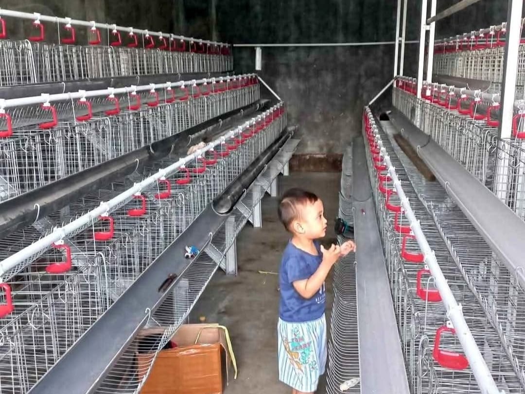 Nasib Peternak Ayam Mandiri di Pati Terjepit, Kuota DOC Dimonopoli Perusahaan Integrator Besar