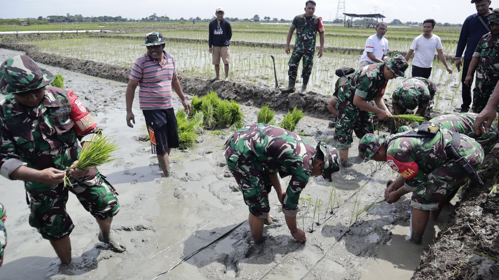 Dandim 0711 Pemalang Turun Langsung Siapkan Lahan Penanaman Bibit Padi Sinar Mentari