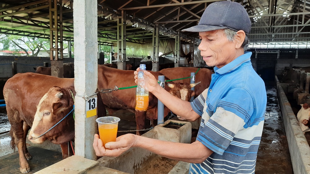 Rahasia Sapi Kurban Cepat Gemuk dan Sehat, Ridwan Berikan Terapi Tradisional dan Jamu di Semarang