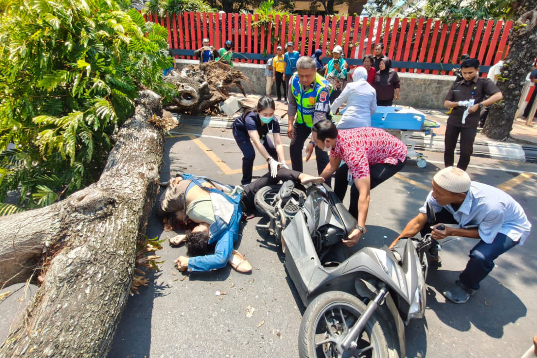 Pohon Tumbang di Jalan Pandanaran Semarang, 2 Tewas dan 1 Luka Berat