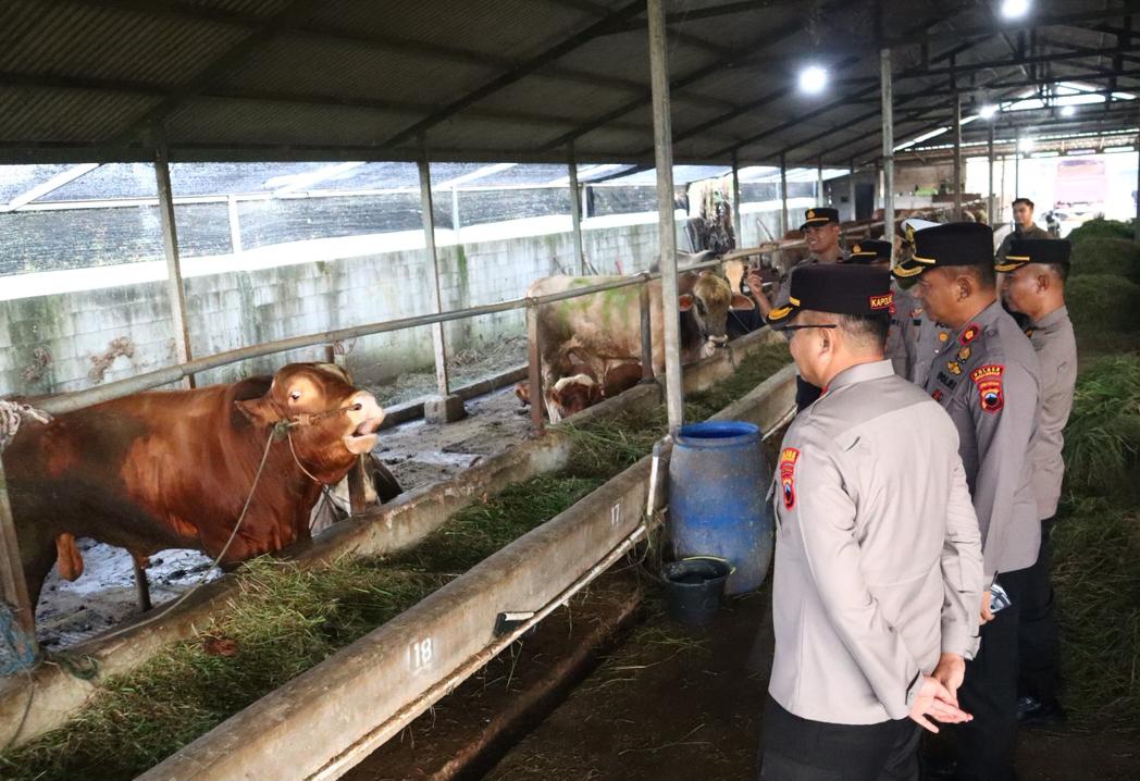 Jelang Idul Adha, Kapolres Pekalongan Turun Langsung Cek Peternakan Sapi, Pastikan Bebas PMK