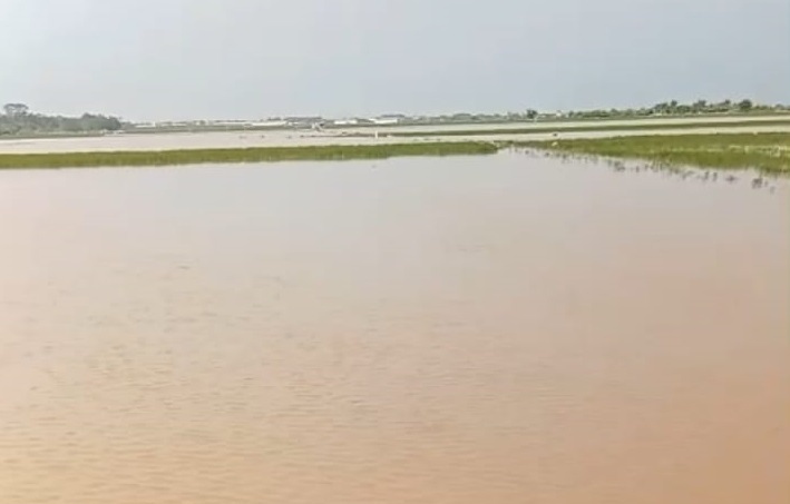 Banjir Sawah Batang Picu Gagal Panen, 139 Hektare Dinyatakan Puso
