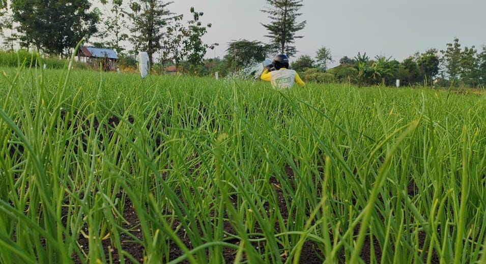 150 Hektar Lahan Bawang Merah di Brebes Siap Panen Raya, Berapa Harganya?