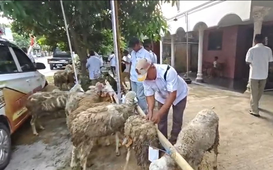 Kena PHP Dampak Arahan KPK, Peternak di Sragen Gagal Terima Bantuan Kambing