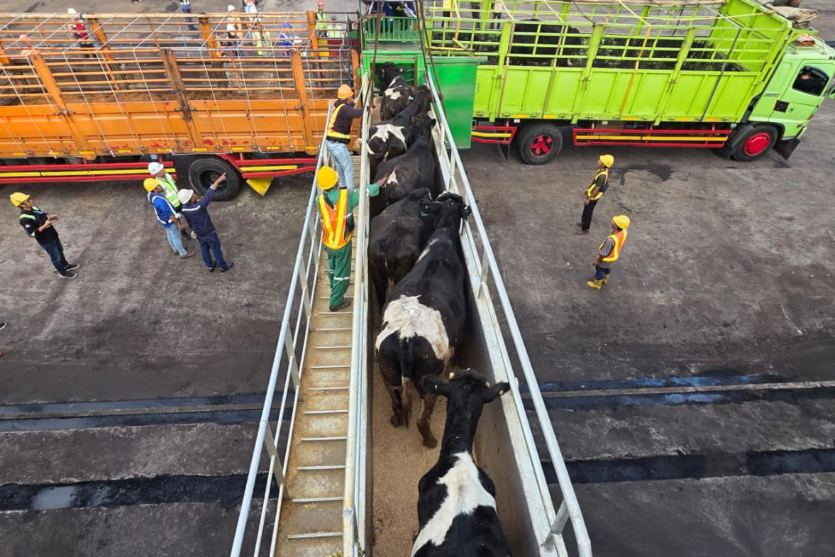 Barantin Periksa Kesehatan 1.138 Sapi Impor Australia di Pelabuhan Cilacap