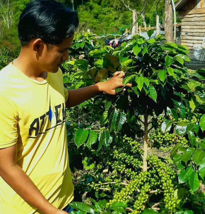 Harga Kopi Petik Merah di Lereng Gunung Slamet Kabupaten Pemalang Naik
