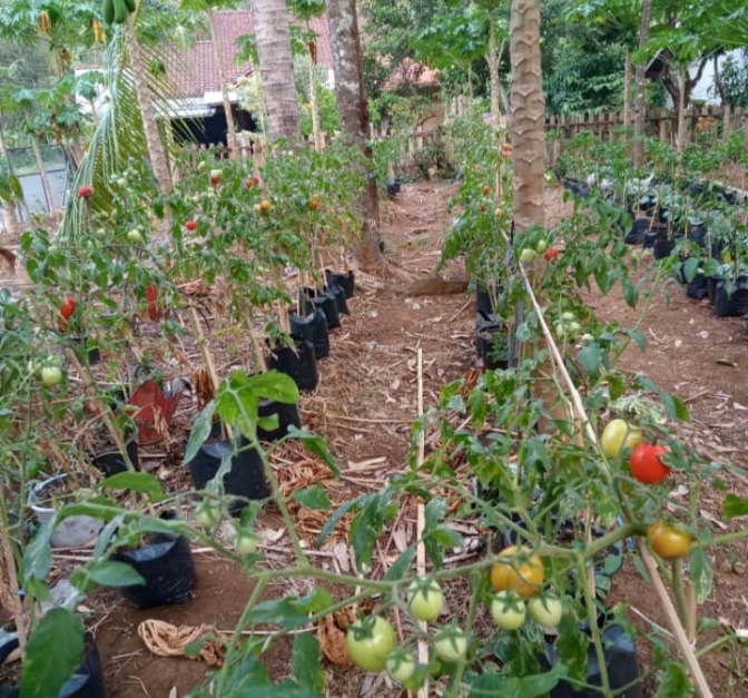 Kemarau, Harga Tomat di Kecamatan Pulosari Kabupaten Pemalang Anjlok 