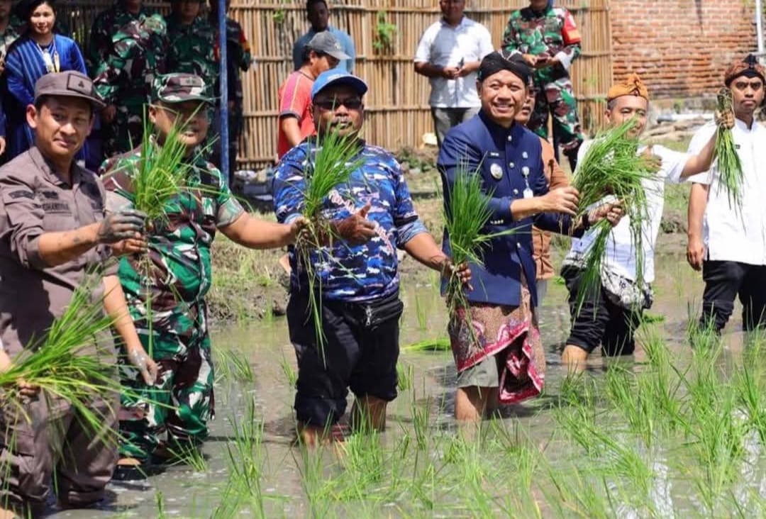 Diklaim Surplus Produksi Padi,  Kudus Bidik Lumbung Pangan  Nasional