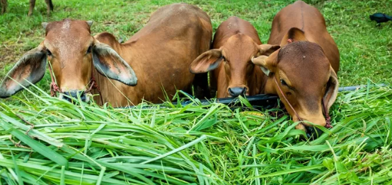 Mengenal lebih Dekat 4 Potensi Sejarah Unik dan Asal Usul Desa Kandang Sapi di Kabupaten Sragen