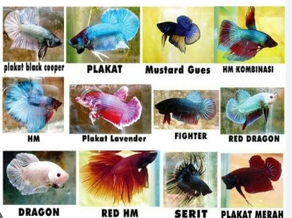 Cantik dan Berwarna Indah! Ini 20 Jenis Ikan Cupang yang Bisa Anda Pelihara, Bisa Ngilangin Stress