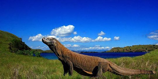 9 Rekomendasi Taman Nasional Fauna di Indonesia. Cocok untuk Liburan Saat Nataru