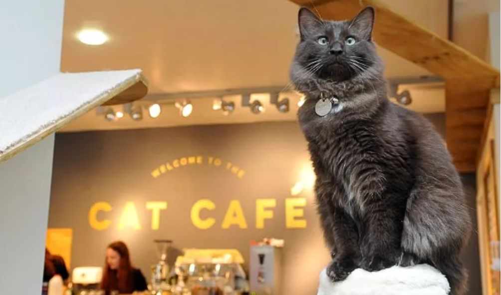 Berikut 2 Kafe Kucing Bogor Menggemaskan, Bikin Betah Para Pecinta Kucing!
