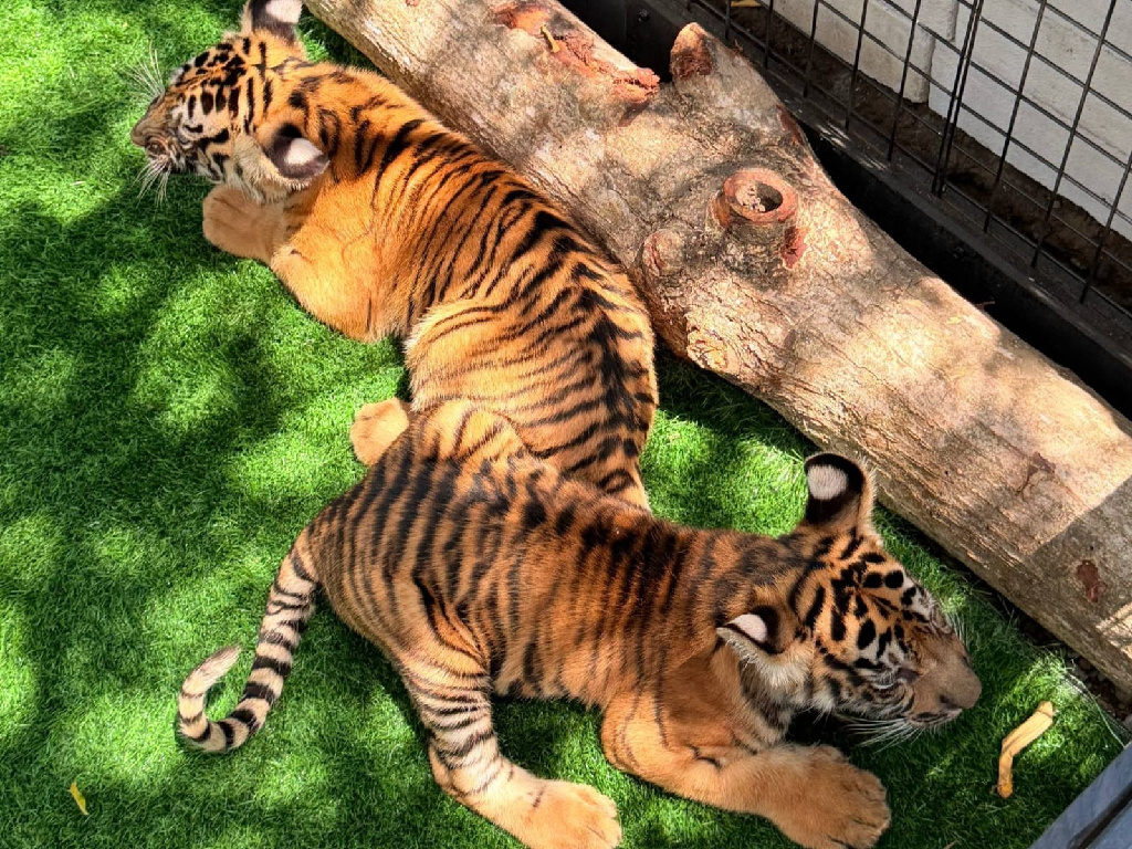 Tiga Anak Harimau Benggala Jadi Penghuni Baru Semarang Zoo