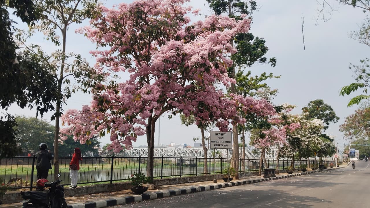 Bunga Tabebuya Bermekaran, Jalan Madukoro Semarang Disulap Bernuansa Negeri Sakura
