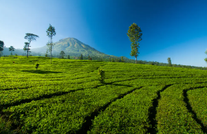 5 Wisata Kebun Teh di Wonosobo yang Populer