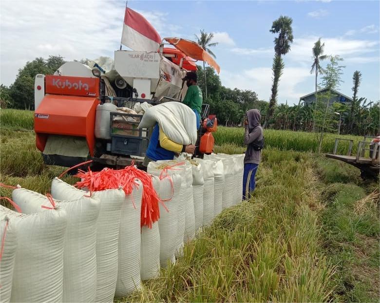 Dua Lumbung Padi di Kudus Bersiap Panen, Bulog Janjikan Beli Gabah Sesuai HPP