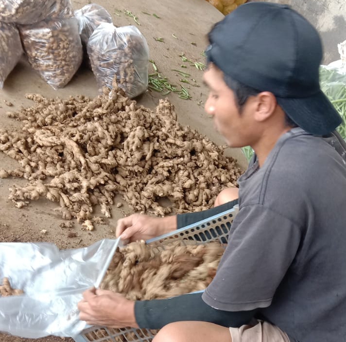 Stok Terbatas, Harga Jahe Naik di Kabupaten Pemalang Anjlok 