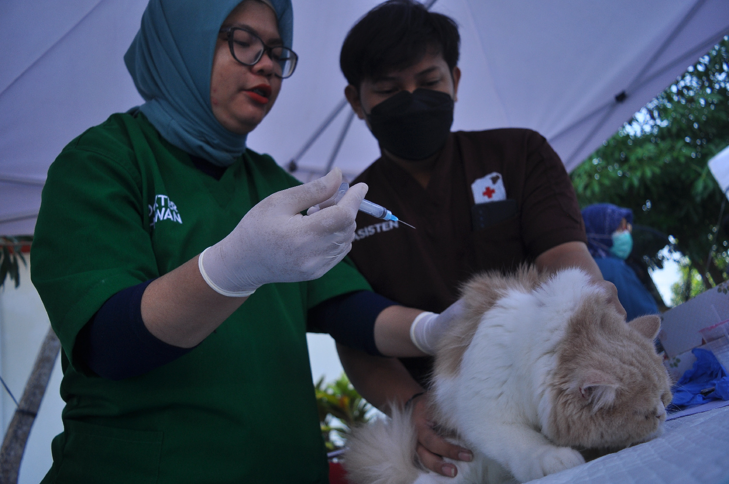 Kucing Shincan Berontak dan Kabur saat Mau Divaksin