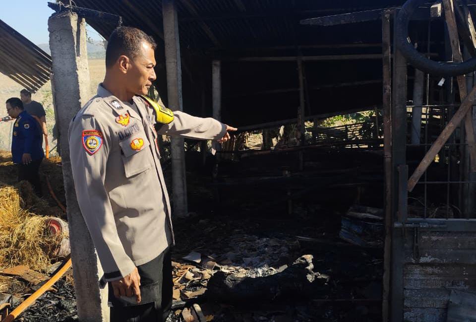 Api Bediang Diduga Picu Kebakaran Kandang, Dua Kambing Mati Terpanggang dan Dua Sapi Alami Luka Bakar