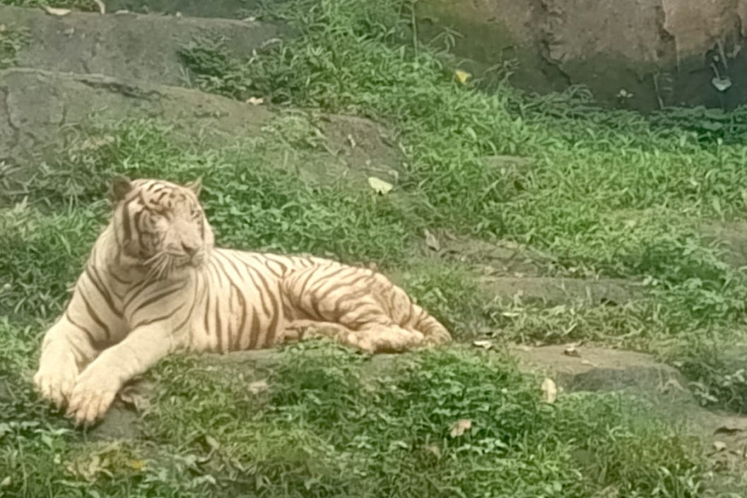 Bimo Ungkap Strategi Konservasi Semarang Zoo, Fokus Harimau dan Orangutan