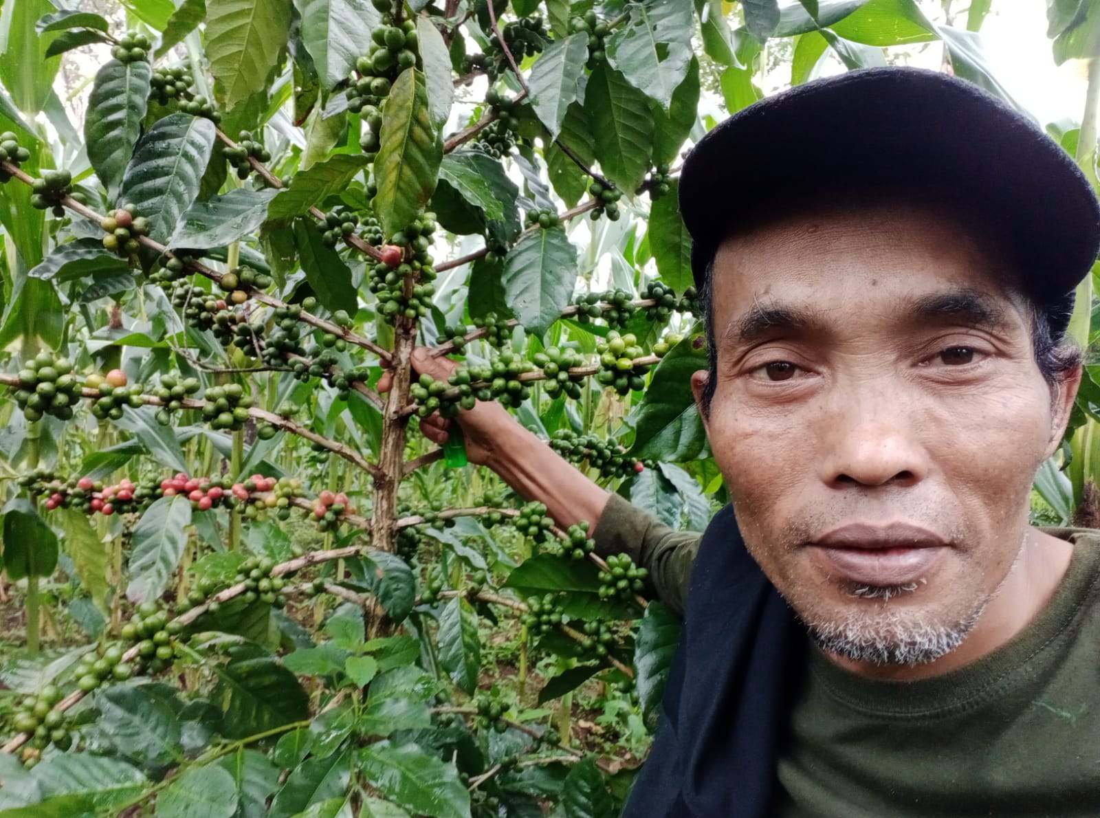 Panen Kopi di Lereng Gunung Slamet Kabupaten Pemalang Meningkat hingga 50 Persen