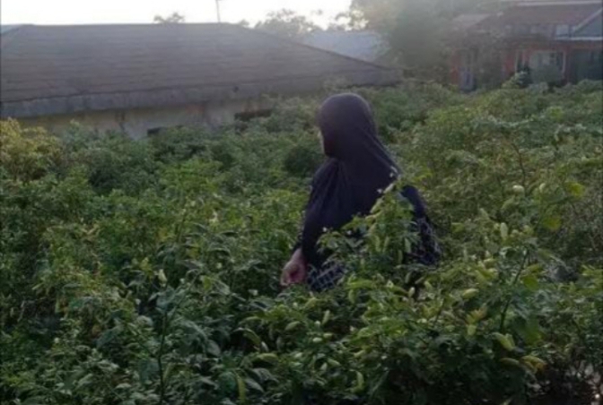 Kasihan! Cabai Merah di Kabupaten Pemalang Diserang Hama 