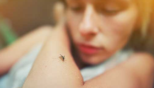 Waspada Chikungunya! Penyebab, Pencegahan, Gejala, dan Pengobatan