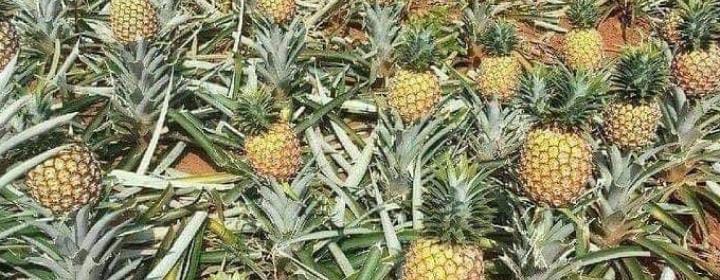 Ini Dia kandungan Nutrisi dan 5 Khasiat Buah Nanas Bagi Kesehatan