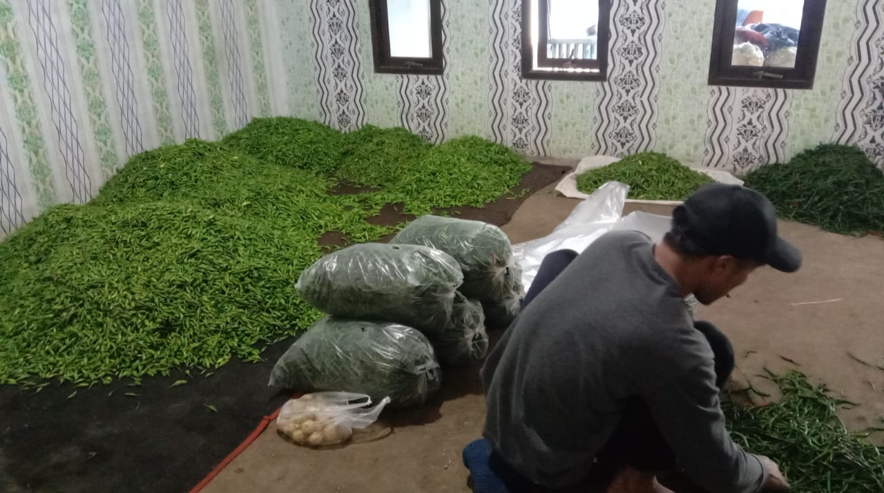 Stok Melimpah, Harga Cabai Rawit di Kabupaten Pemalang Anjlok