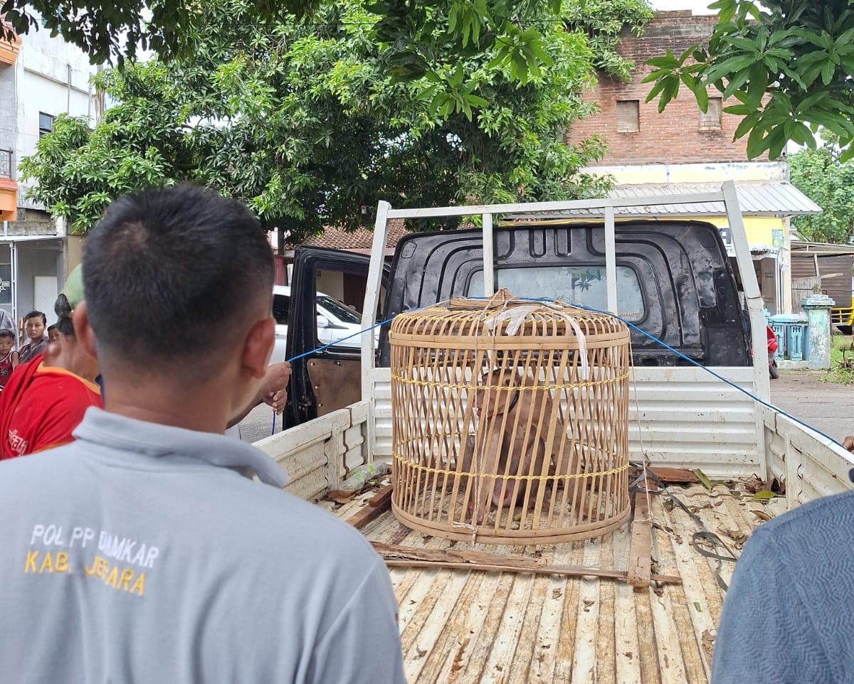 Lepas dari Kandang, Aksi Monyet-monyet Liar Teror Warga Jepara 