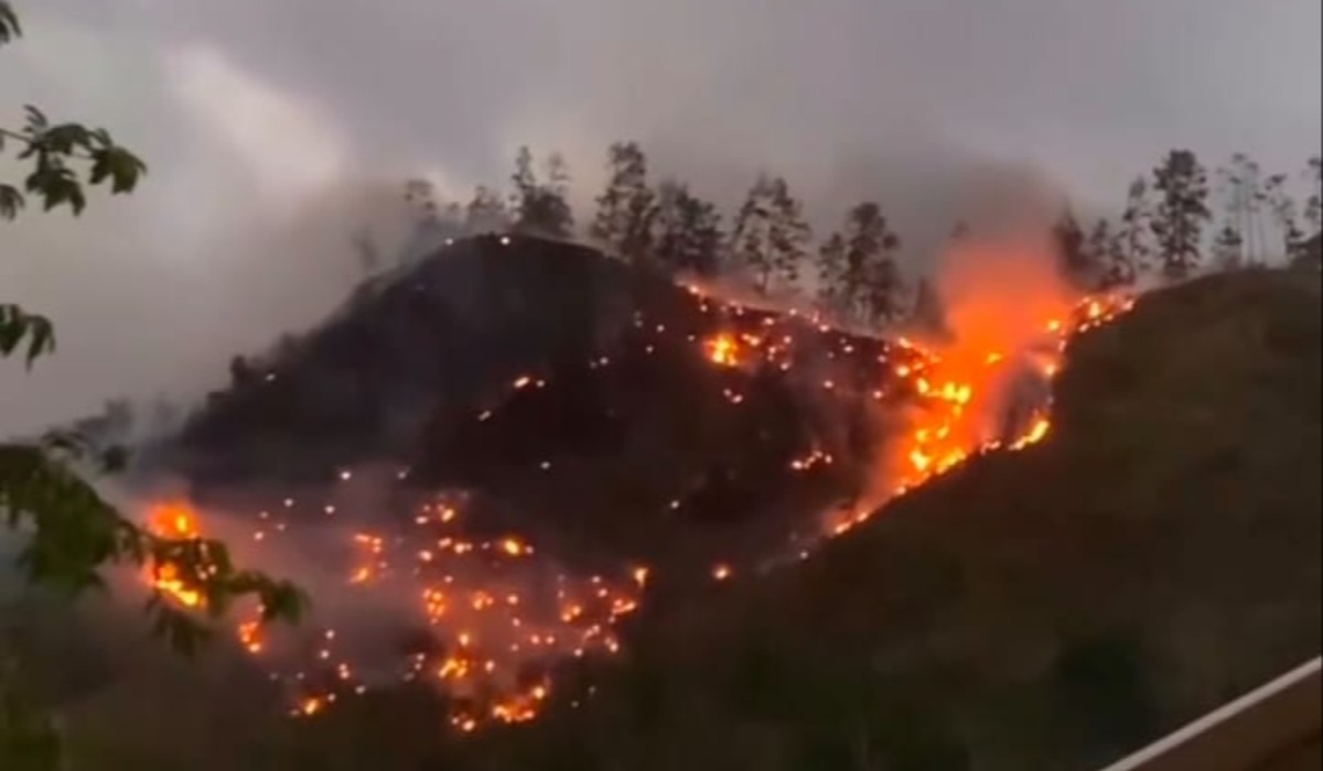 Kebakaran Hutan Pinus di Gunungsari Kebumen, 5 Hektare Hangus