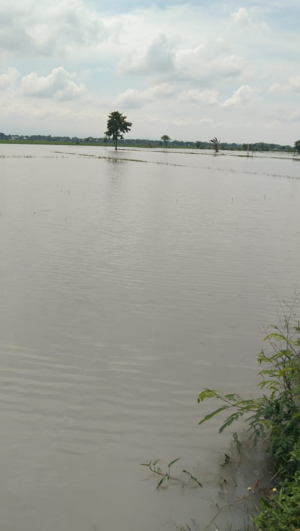 Langganan Banjir, Petani Desa Jono Sragen Gagal Swasembada Pangan Lantaran Pemkab Bungkam