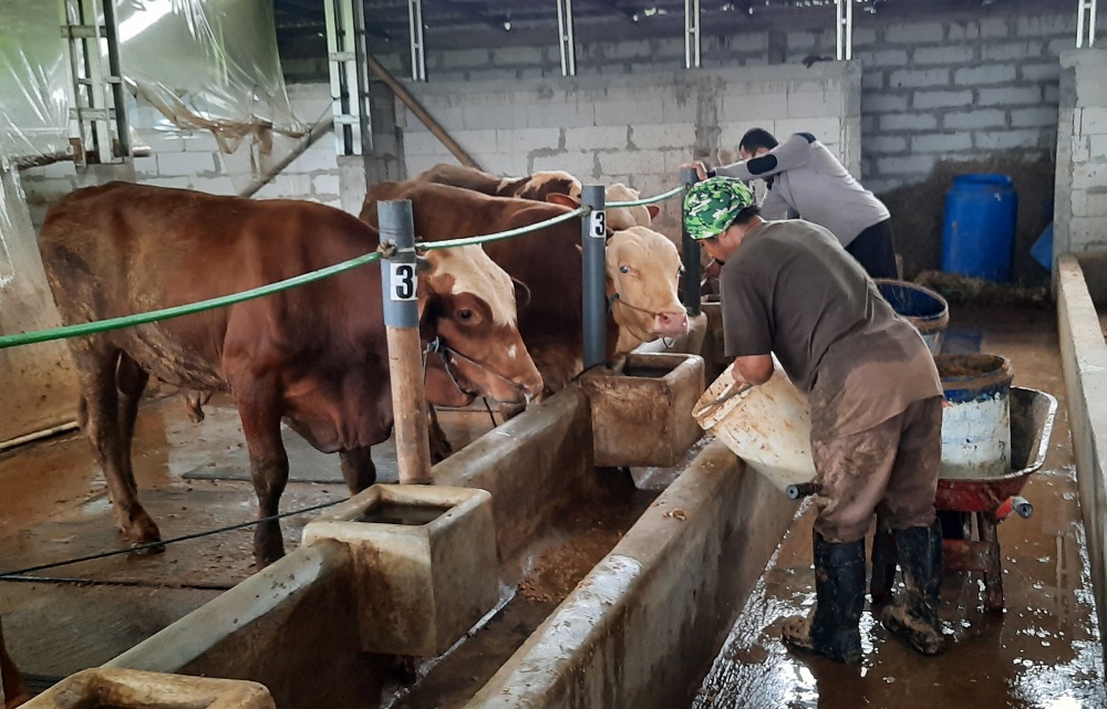 Dari Dana APBD, Pemkot Semarang Anggarkan Beli 5 Sapi Limosin untuk Kurban Idul Adha 2025  