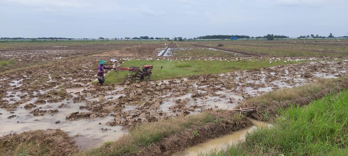 Pupuk Subsidi di Kecamatan Suradadi Kabupaten Tegal Isunya Dijual Rp450.000 per Kuintal, Kenapa?