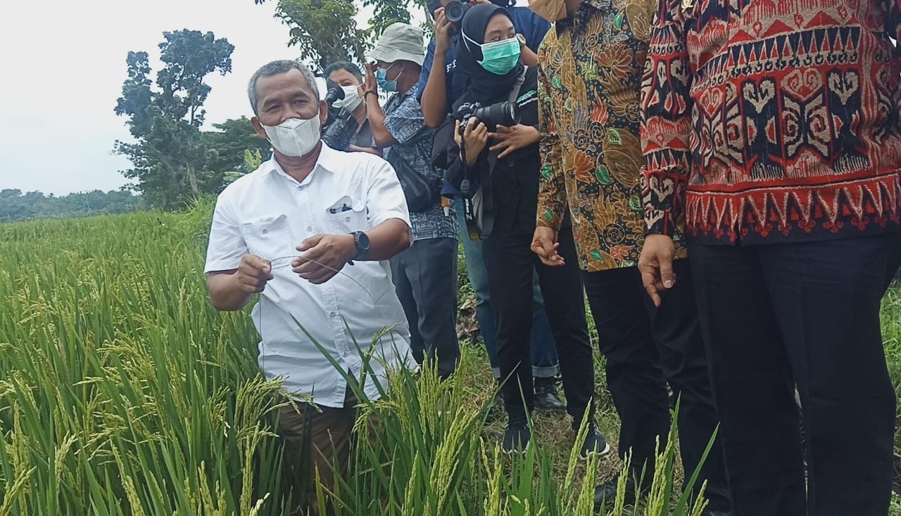 Penyerapan Gabah Oleh Bulog, Petani Sragen Minta Tak Ada Syarat