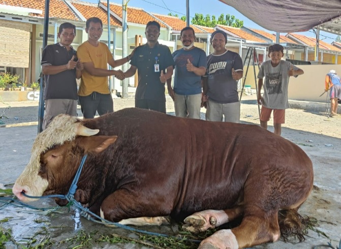 Salbi Group Tegal Berkurban 3 Ekor Sapi Super Seberat 1,3 Ton dan 4 Ekor Kambing Etawa