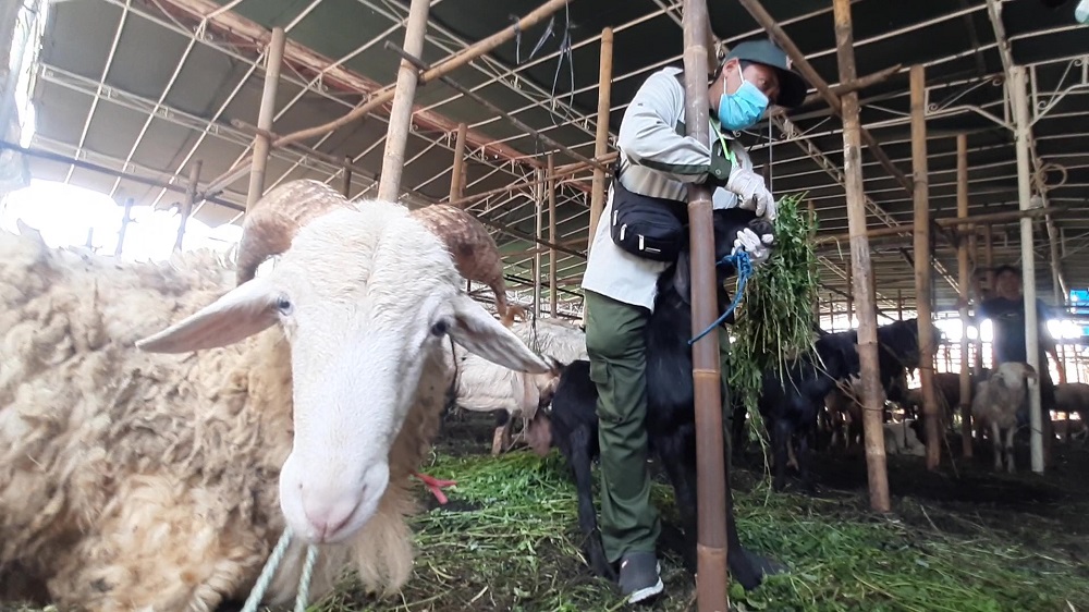 Dispertan Semarang Sidak 3 Titik Jelang Idul Adha 2025, Pastikan Hewan Kurban Sehat dan Bersertifikat SKKH