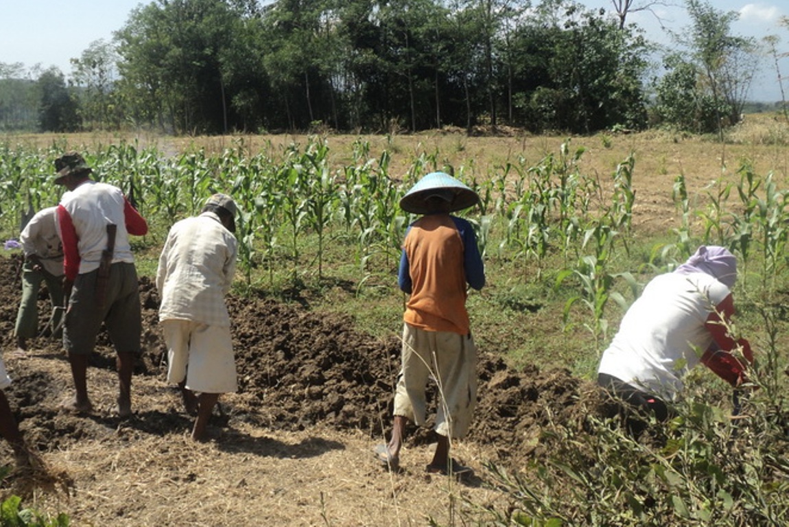 Kekurangan Air, Petani Cabai Mulai Kelimpungan