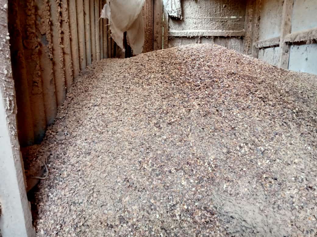 Petani Pulosari Kabupaten Pemalang Manfaatkan Limbah Kulit Kopi untuk Pakan Ternak