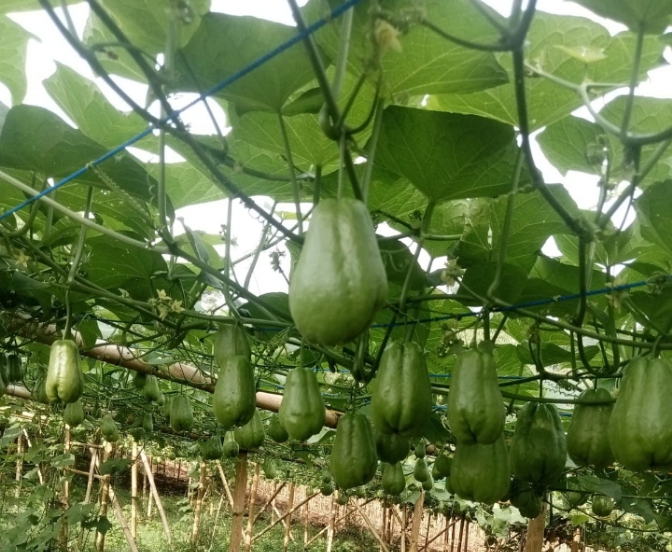 Lahan Kering, Produksi Labu Siam di Lereng Gunung Slamet Turun