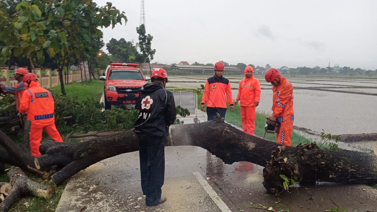 Banyak Pohon Tumbang, Warga Kabupaten Tegal Diminta Waspada